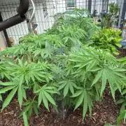 Outdoor 2025