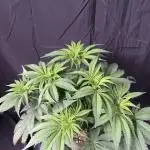 El dorado og