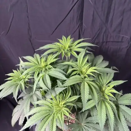 El dorado og