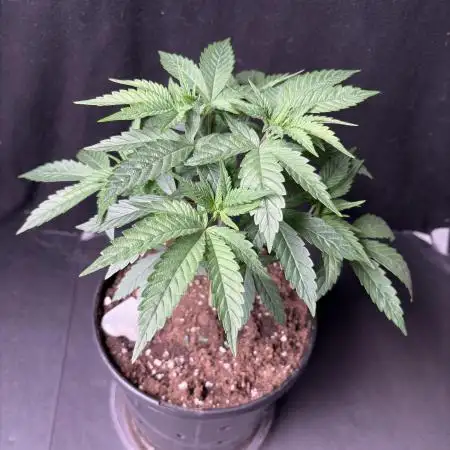 El dorado og
