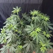 Straw-Lectric Lemonade