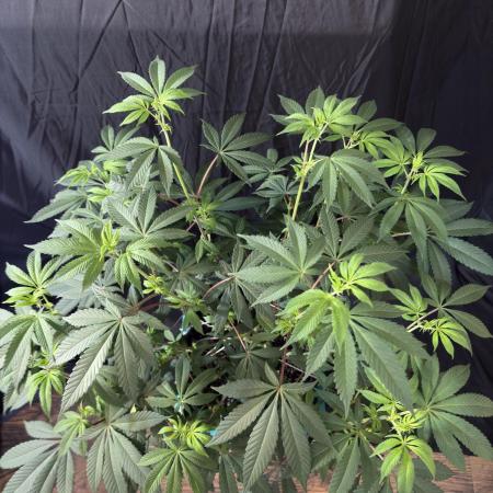 Straw-Lectric Lemonade