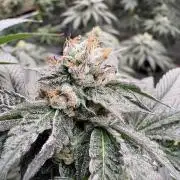 Za za og