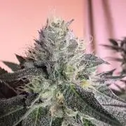 Purple oreoz F1