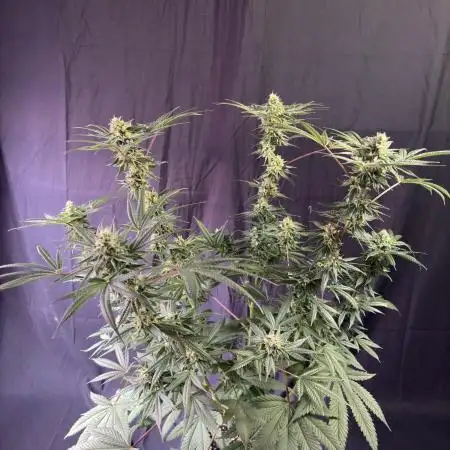 Gorilla runtz