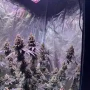 Phovivis OptiGrowx240 TropicanacookiesFF