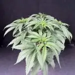 White Runtz