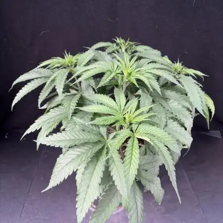 White Runtz