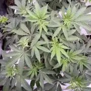 Straw-Lectric Lemonade