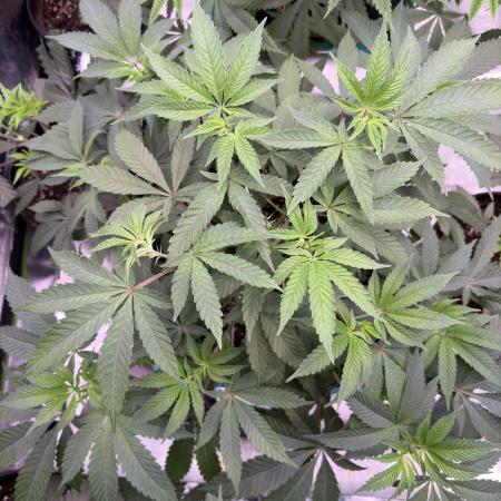 Straw-Lectric Lemonade