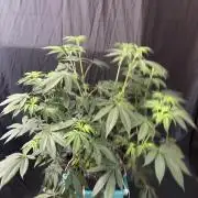 Straw-Lectric Lemonade