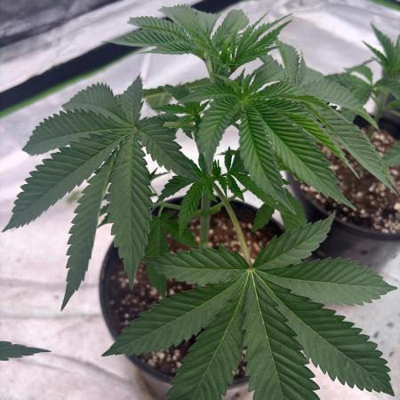 Grease monkey