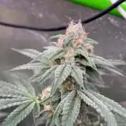 Cali critical mass