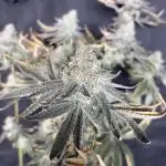 O g kush 🥇