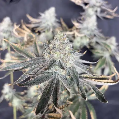 O g kush 🥇