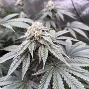 Mendocino skunk