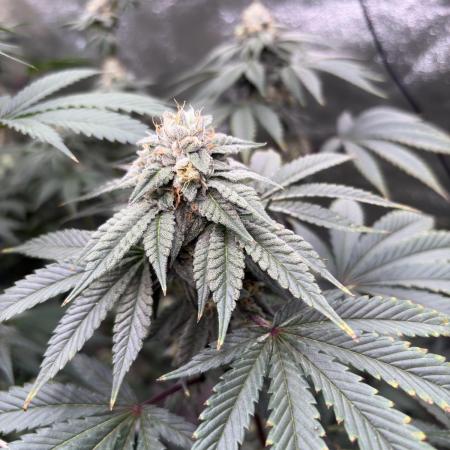 Mendocino skunk