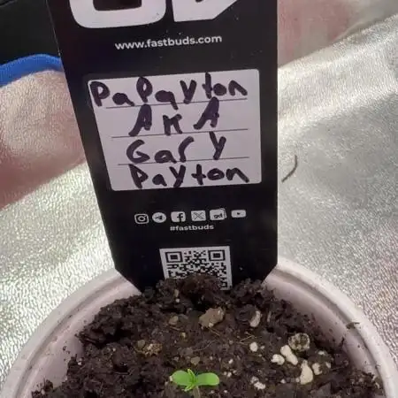 Papayton