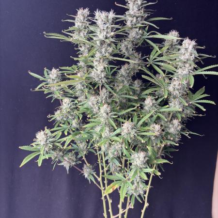 Gorilla cookies auto