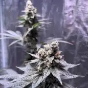 Do-si-dos Rqs