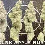 Skunk apple runtz (Obama runtz x ricky bobby)