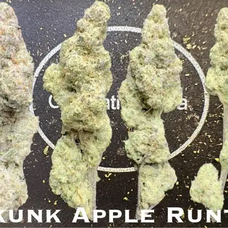 Skunk apple runtz (Obama runtz x ricky bobby)