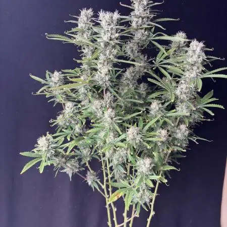 Gorilla cookies auto