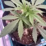 Straw-Lectric Lemonade