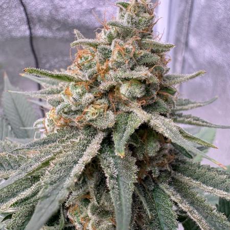 Grease monkey