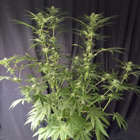 White Runtz