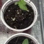 Lemon Cherry Gelato