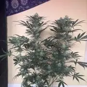 Legendary OG punch