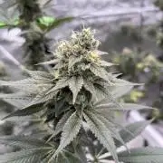Do-si-dos Rqs