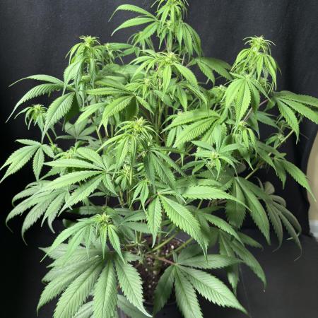 Strawberry gorilla auto