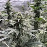 Do-si-dos Rqs