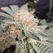 Glookie monster