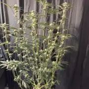 Straw-Lectric Lemonade