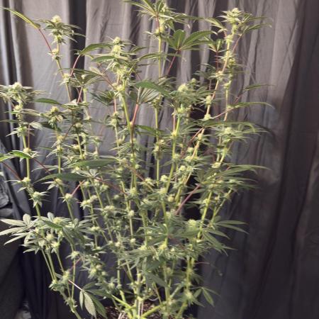 Straw-Lectric Lemonade