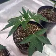 Purple oreoz F1