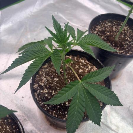 Purple oreoz F1