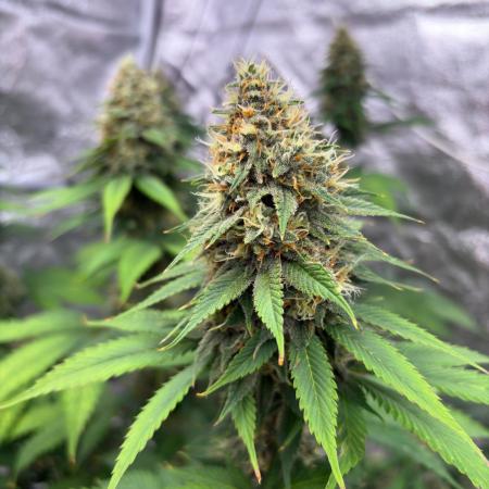 Tropicana cookies purple