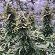 2026 Eternity Grow Cup