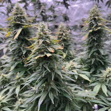 2026 Eternity Grow Cup