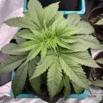 Straw-Lectric Lemonade