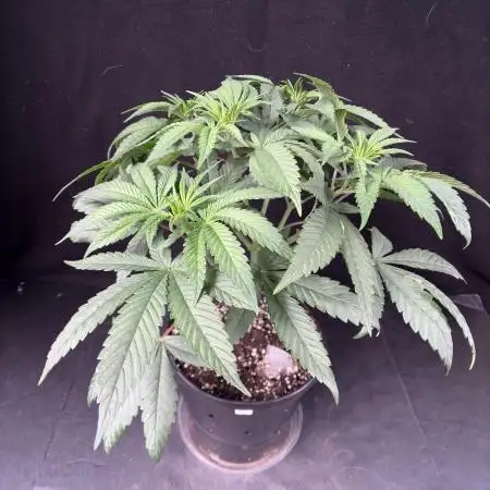El dorado og