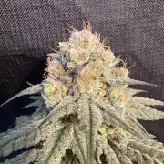Gorilla cookies fast flower