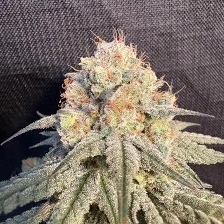 Gorilla cookies fast flower