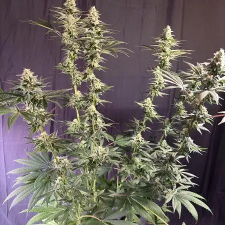 El dorado og