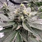 Purple oreoz F1