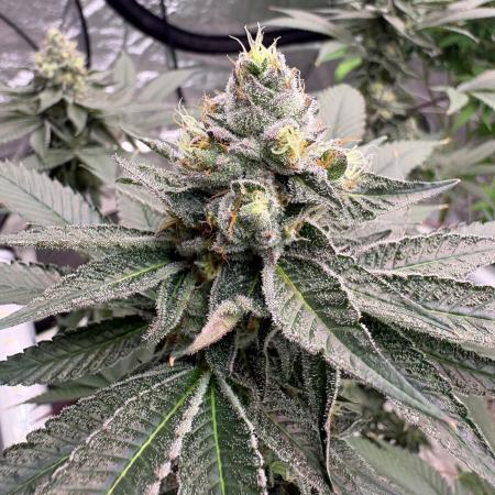 Purple oreoz F1